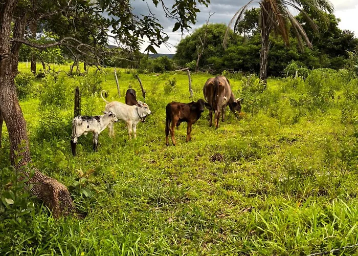 Quintal De Minas